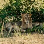 Uganda: safari s nosorožci, gorilami a šimpanzi & výlet za divokou přírodou