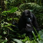 Uganda: safari s nosorožci, gorilami a šimpanzi & výlet za divokou přírodou