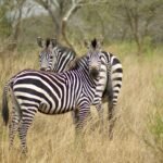 Uganda: safari s nosorožci, gorilami a šimpanzi & výlet za divokou přírodou