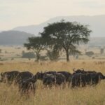Uganda: safari s nosorožci, gorilami a šimpanzi & výlet za divokou přírodou