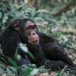 Uganda: safari s nosorožci, gorilami a šimpanzi & výlet za divokou přírodou