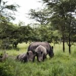 Uganda: safari s nosorožci, gorilami a šimpanzi & výlet za divokou přírodou